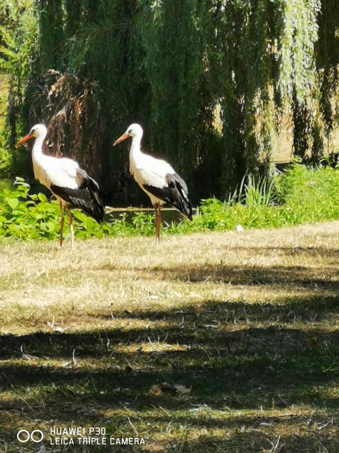Au Nid De Cigogne Avec Garage A Kaysersberg Екстер'єр фото